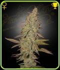 Arjan's Ultra Haze 1-Green House Seeds