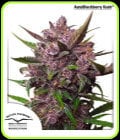 AutoBlackberry Kush-Dutch Passion Seeds