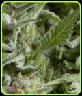 Auto Alpujarrena-Pyramid Seeds