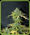 Auto Amnesia-Seedsman Seeds