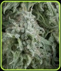 Auto Anubis-Pyramid Seeds