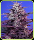 Auto Bloody Skunk-Sweet Seeds