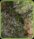 Auto Fresh Candy-Pyramid Seeds