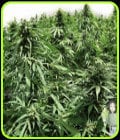 Auto Northern Hog-TH Seeds