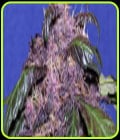 Auto Purple-Original Sensible Seeds