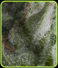 Auto Shark-Pyramid Seeds