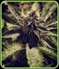 Cali Cherry Pie-BSB Genetics