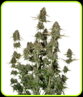BCN Power Plant Autoflower-Seed Stockers