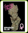 Banana Glue-Growers Choice