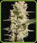 Belladonna-Paradise Seeds