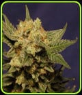 Big Band-Kannabia Seeds