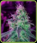 Black Jack-Nirvana Seeds