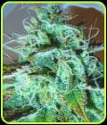 Black Afghani Kush-Medicann Seeds