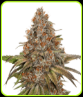 Blackberry Gum Auto-Seed Stockers