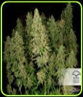 Blue Auto Mazar-Dutch Passion Seeds