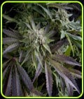 Blue Pyramid-Pyramid Seeds