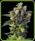 Blue Thunder-Sagarmatha Seeds