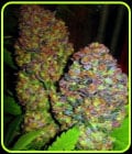 Blueberry-Phoenix Cannabis Seeds