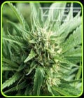 Blueberry Kush-Kush Cannabis Seeds