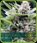 Bona Dea CBD+-Vision Seeds
