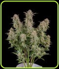 Bruce Banner Auto-FastBuds
