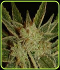 Bubblegum-Serious Seeds