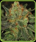 Original Bubblegum-TH Seeds