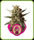 Bubblegum XL-Royal Queen Seeds