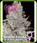 Bubblegum x Fat Hog-Growers Choice