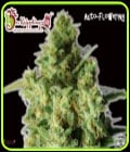 Bulk Smash Auto-Dr Krippling Seeds