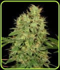 CBD-Chronic-Serious Seeds