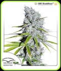 CBD SkunkHaze-Dutch Passion Seeds
