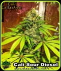 Cali Sour Diesel-BSB Genetics