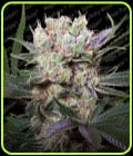 Californian Gold-Paradise Seeds