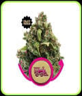Candy Kush Express Fast V-Royal Queen Seeds