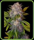 Caramelo-Delicious Seeds