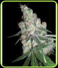 Chocolope (aka D-Line)-DNA Genetics Seeds
