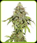 Cookies and Cream-Seed Stockers