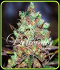 Cotton Candy Kush-Delicious Seeds