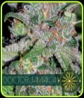 Doctor Jamaica-Vision Seeds