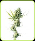 Durban-Sensi Seeds