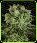 Durga Mata 2 CBD-Paradise Seeds