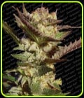 Durga Mata-Paradise Seeds