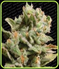 Dutch Dragon-Paradise Seeds