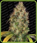Dutch Kush-Paradise Seeds
