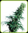 Early Pearl-Sensi Seeds