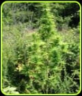Early Riser-Sagarmatha Seeds
