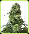 Early Skunk-Sensi Seeds