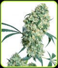 Ed Rosenthal Superbud-Sensi Seeds