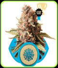 Euphoria-Royal Queen Seeds